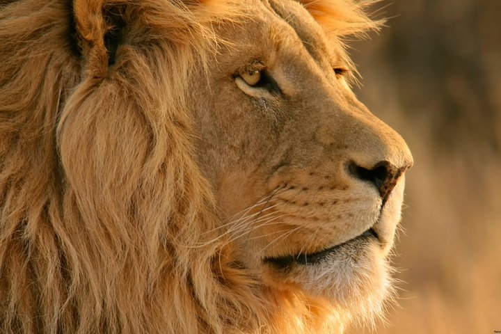 Lion at Aquila Game Reserve